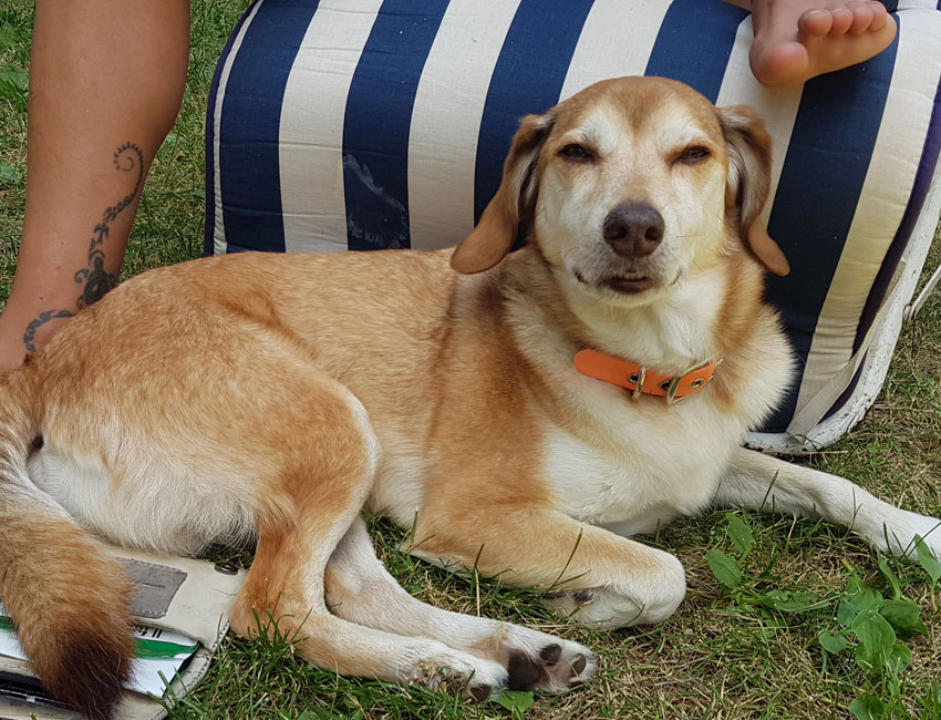 Pet friendly - Four-legged friends are welcome in Ledro Valley in Trentino | Garnì Rosa